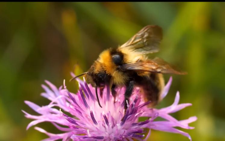 Air Pollution's Threat to Pollinators and Global Food Security